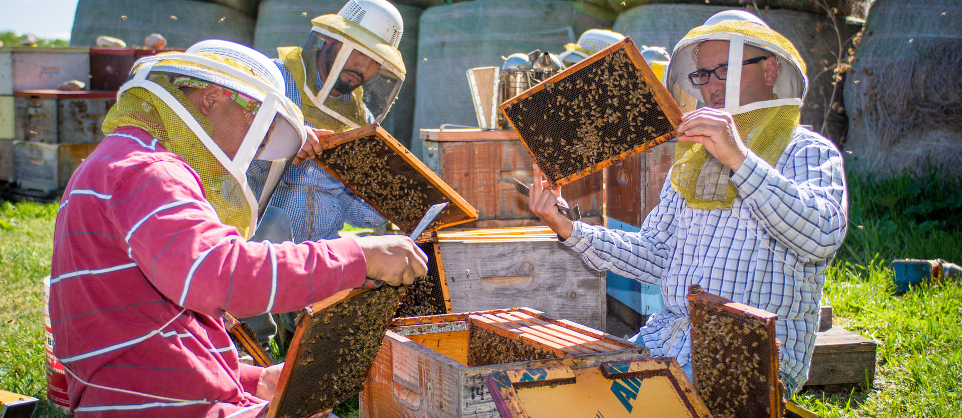 Every beehive gets checked at least 3 times per year. Healthy bees, healthy honey.