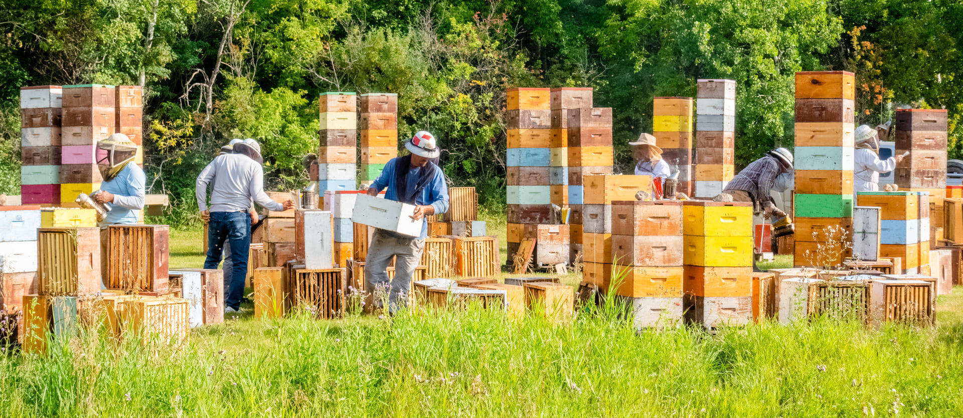 Harvesting honey in summer. On the hives today, in the jar tomorrow.