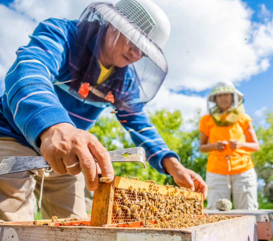 Raising young queen bees chosen for their suitability to the local environment is a key component of sustainable beekeeping.