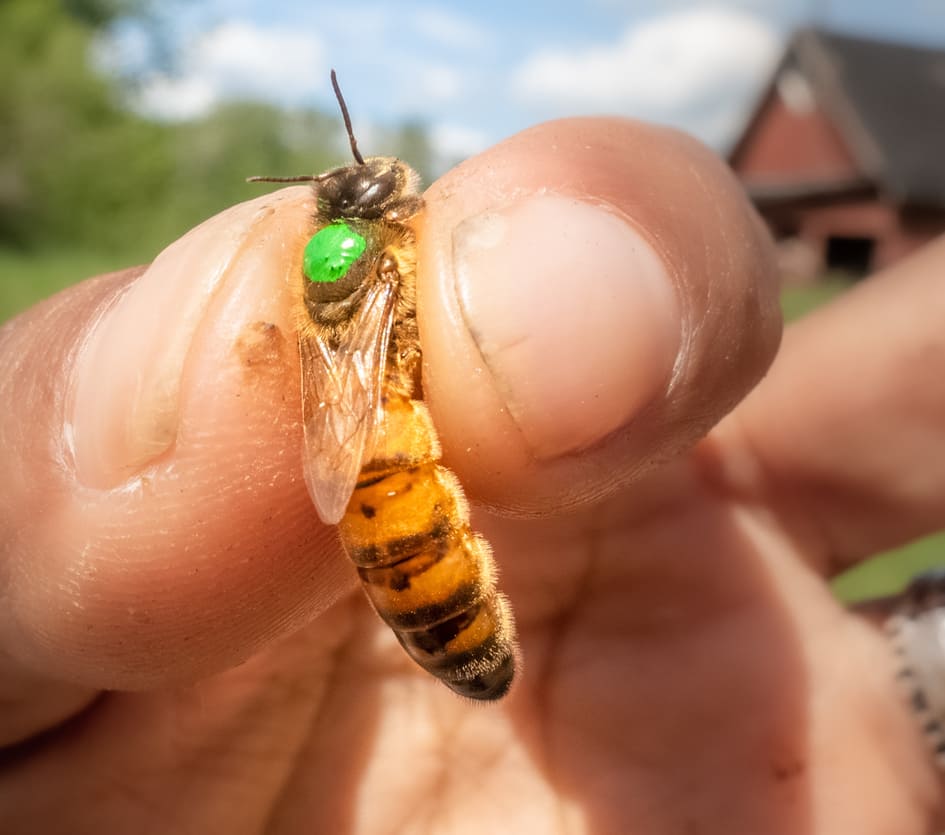 How Honey Bees Produce Beeswax - Meadowlily Farm Canada Natural Raw Honey,  Beeswax, Bee Pollen