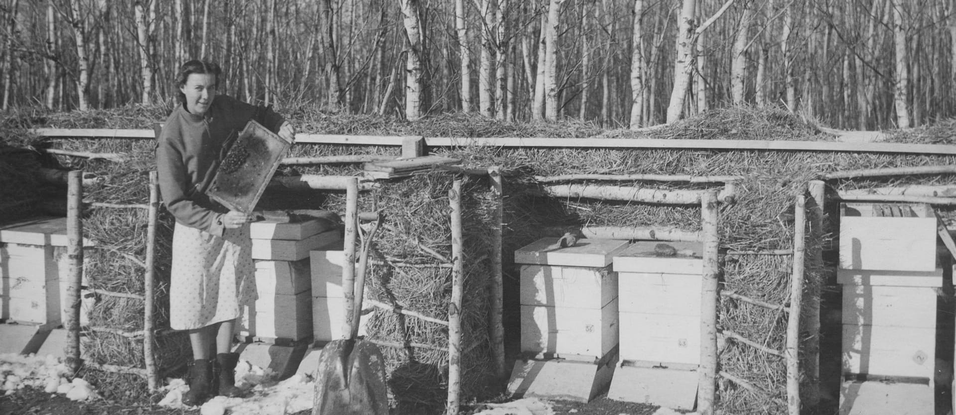 Alvera Wendell checking beehives in spring circa 1940.