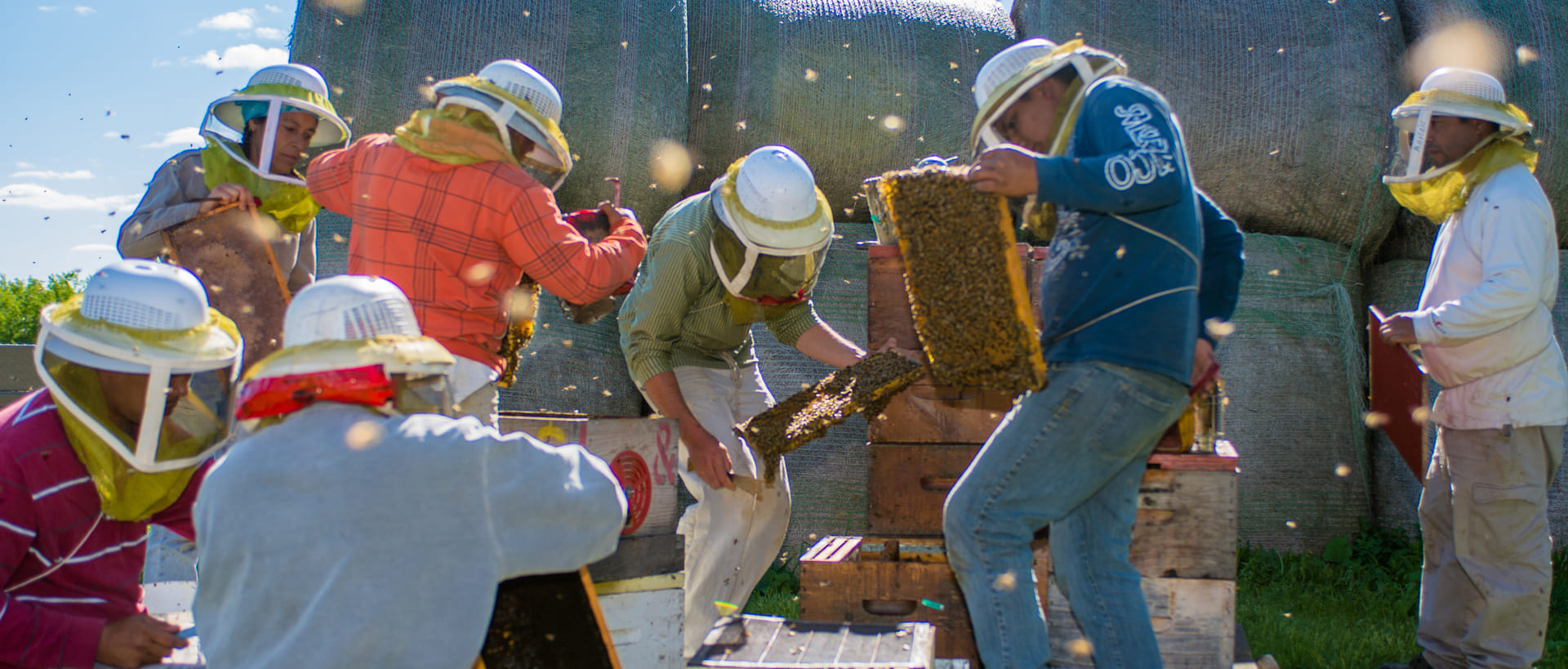 Wendell Honey beekeeping team checking colony health in spring