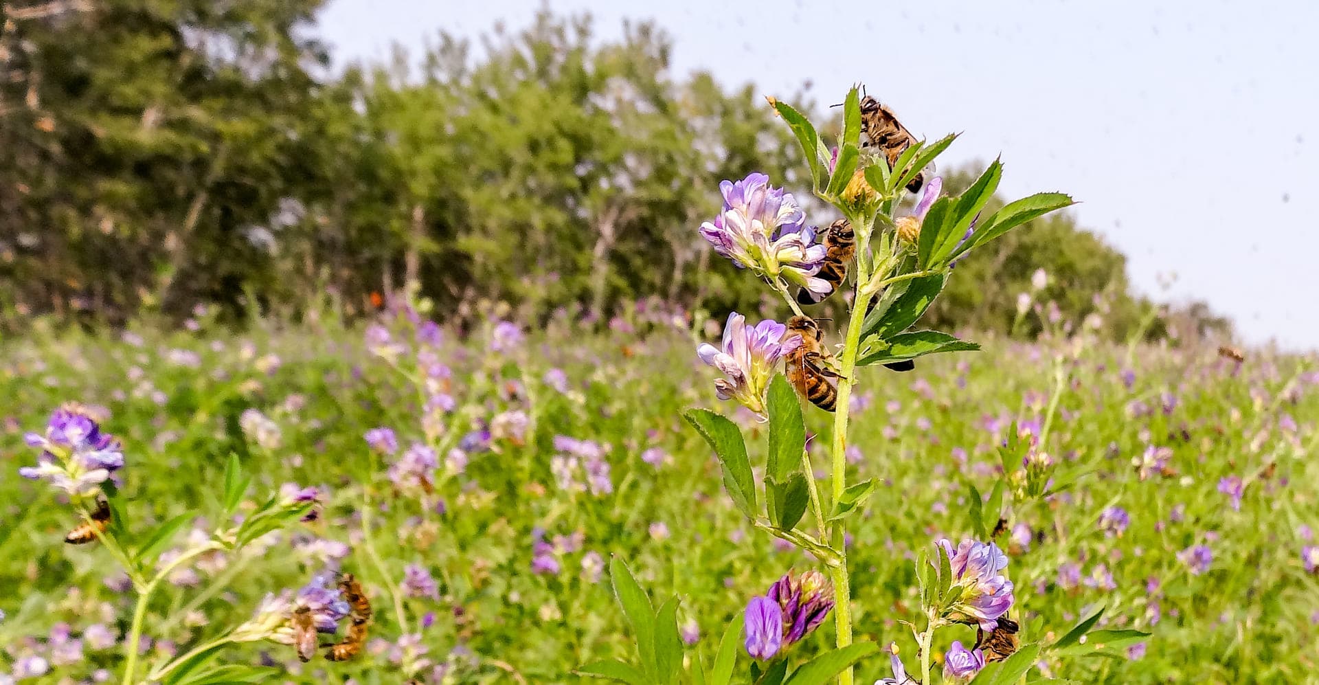 Our bees foraging nectar from alfalfa blossoms