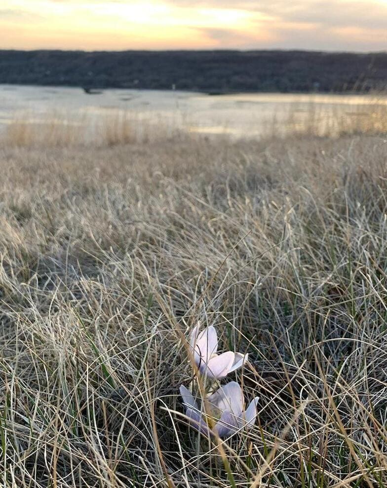 Crocuses often bloom around Easter