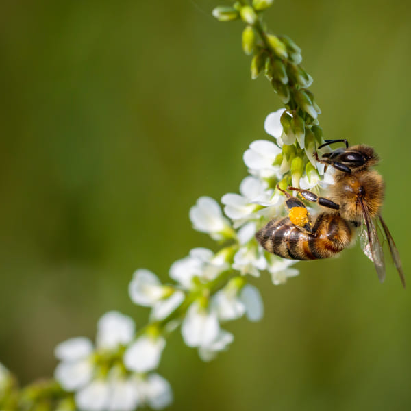 Bee foraging on sweet clover. This could possibly be 