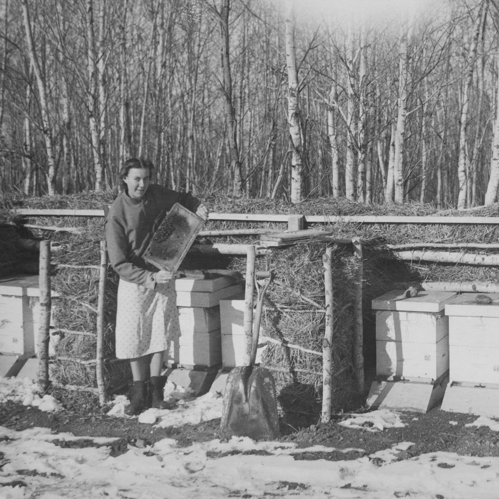 Alvera Wendell checking beehives in spring circa 1940.