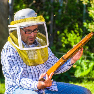 Shane considers whether to take bees and brood from a donor hive