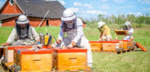 The queen team checks the status of newly-hatched queens in nuc hives