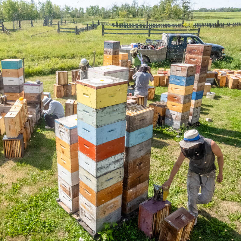 Harvesting supers full of honey in summer. Each honey super (box with honeycombs) may contain up to 28kg (60 lbs) of honey and weigh up to 38kg (85 lbs). It's heavy work!