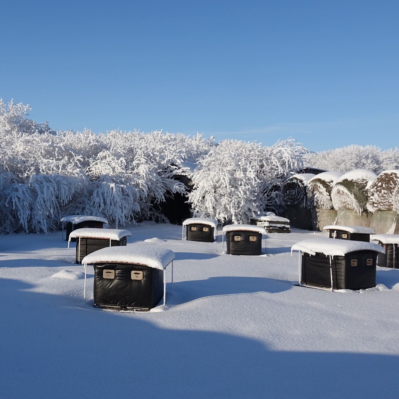 It takes strong, healthy bees to survive the Canadian winters