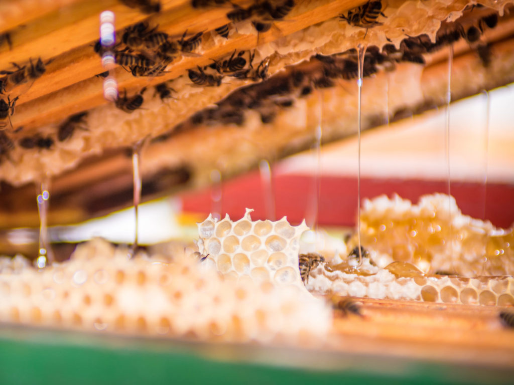 Fresh honey drips from the honeycomb during harvest