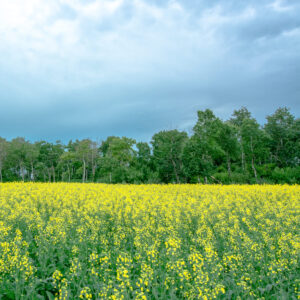 Unless this canola is organic (which is unlikely), any beehives with 2 miles are disqualified from organic certification.