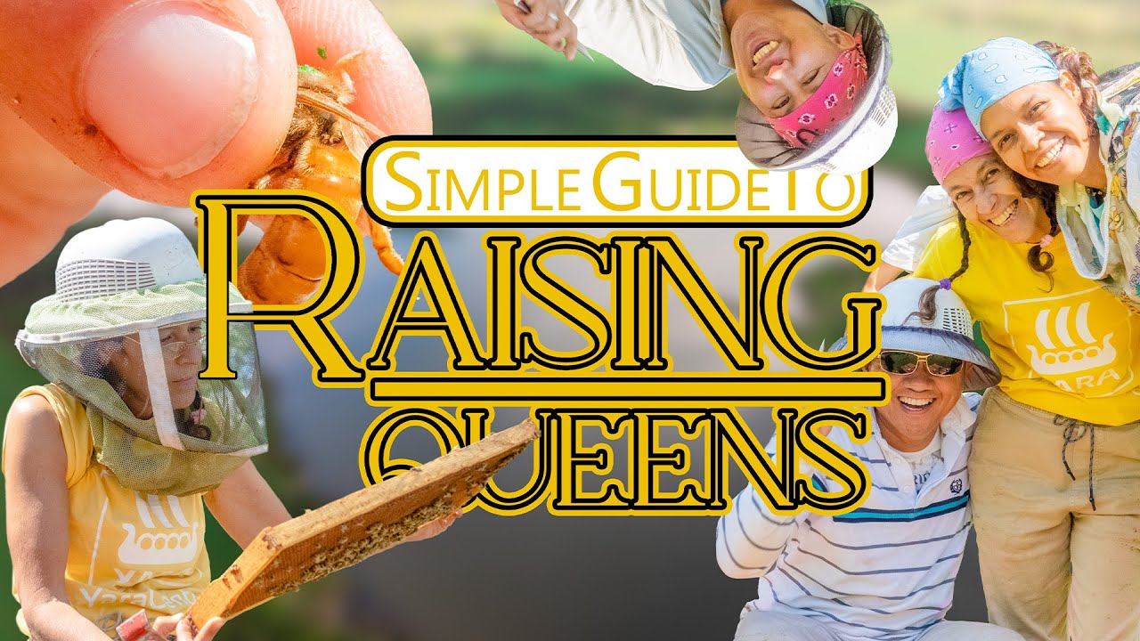 Simple Guide to Raising Queens
