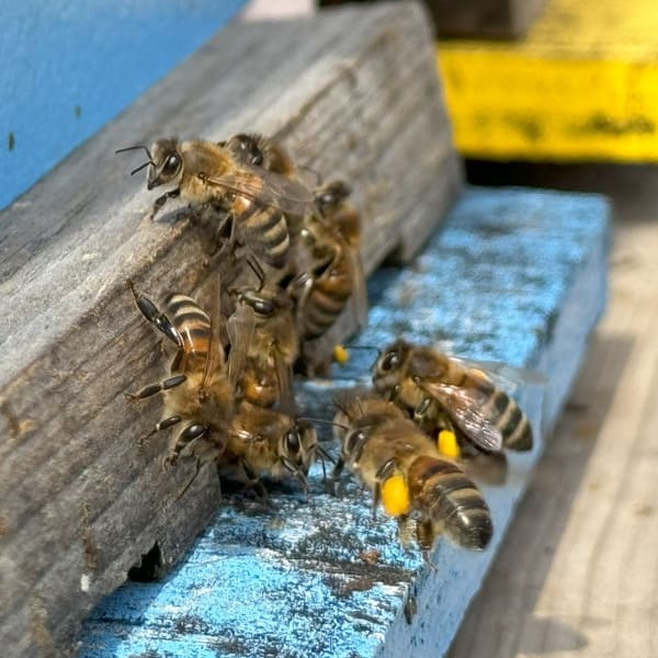 Bringing in the first spring pollen (likely willow). These bees are foraging for pollen to feed the larva. This pollen will get stored separately from the nectar/honey. Photo: Isabel Wendell