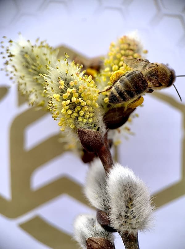 Honeybee gathering pollen from pussy willows. Willows don't produce nectar: the bees are specifically gathering pollen to feed the young larva and this pollen will be stored separately from honey. Photo: Dan Margarit.