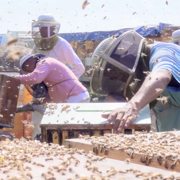 The honey supers are gently removed from the hives in the morning and stood on end on the grass beside the hives allowing the worker bees to fly out as they leave for daily foraging (main blog image). In the afternoon the harvest crew returns to pick up the full supers (bee boxes). Any remaining bees are blown harmlessly out in front of their own beehive using forced air blowers. The minimal protective clothing and lack of gloves shows how little the bees are upset by the process. Photo credit WEH beekeeper Brent R. Ross.