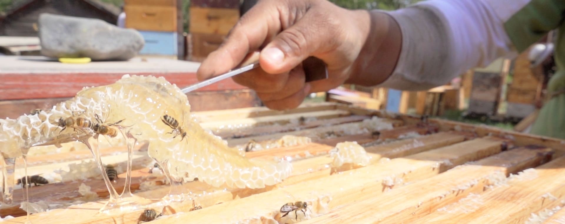 Eat honey like a beekeeper: unblended, fresh, raw. Photo credit: WEH beekeeper Brent Richard Ross