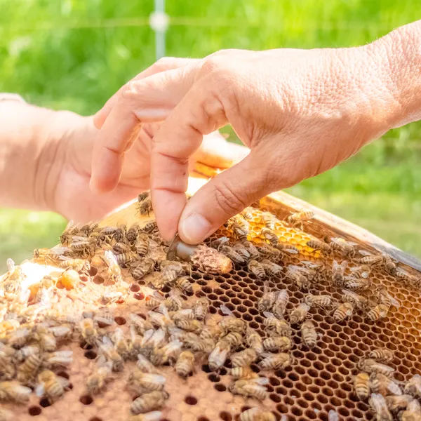 A cell with a queen pupa about to hatch out is ever-so-delicately placed into a frame of a nucleus colony that lacks a queen. The nucleus hive is prepared with young worker (nurse) bees, ready-to-hatch brood, honey and pollen stores. After hatching the young queen will fly out to get mated by male drone bees whose hives (genetics) have been carefully selected and placed within mating distance. Photo credit: WEH beekeeper Brent R. Ross.