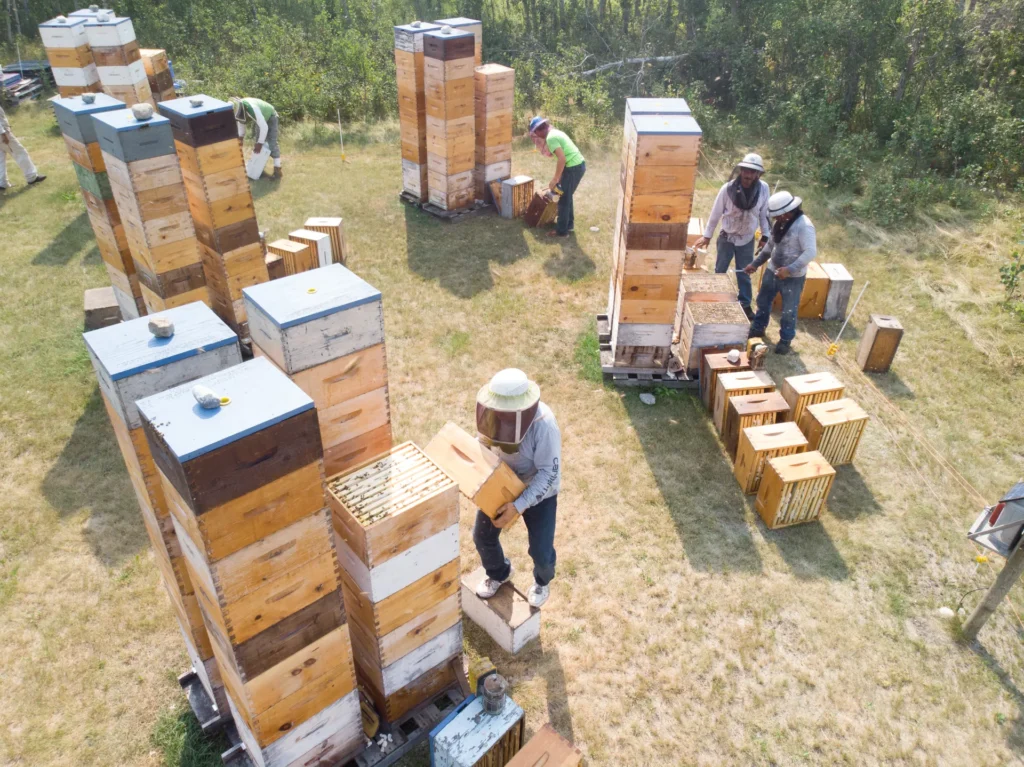 Honey is harvested with minimally invasive/disruptive methods. Chemicals are never used and the brood chamber is not disturbed. Beekeepers working with minimal protective clothing and no gloves shows how little the bees are disturbed. Photo credit: Dan Margarit