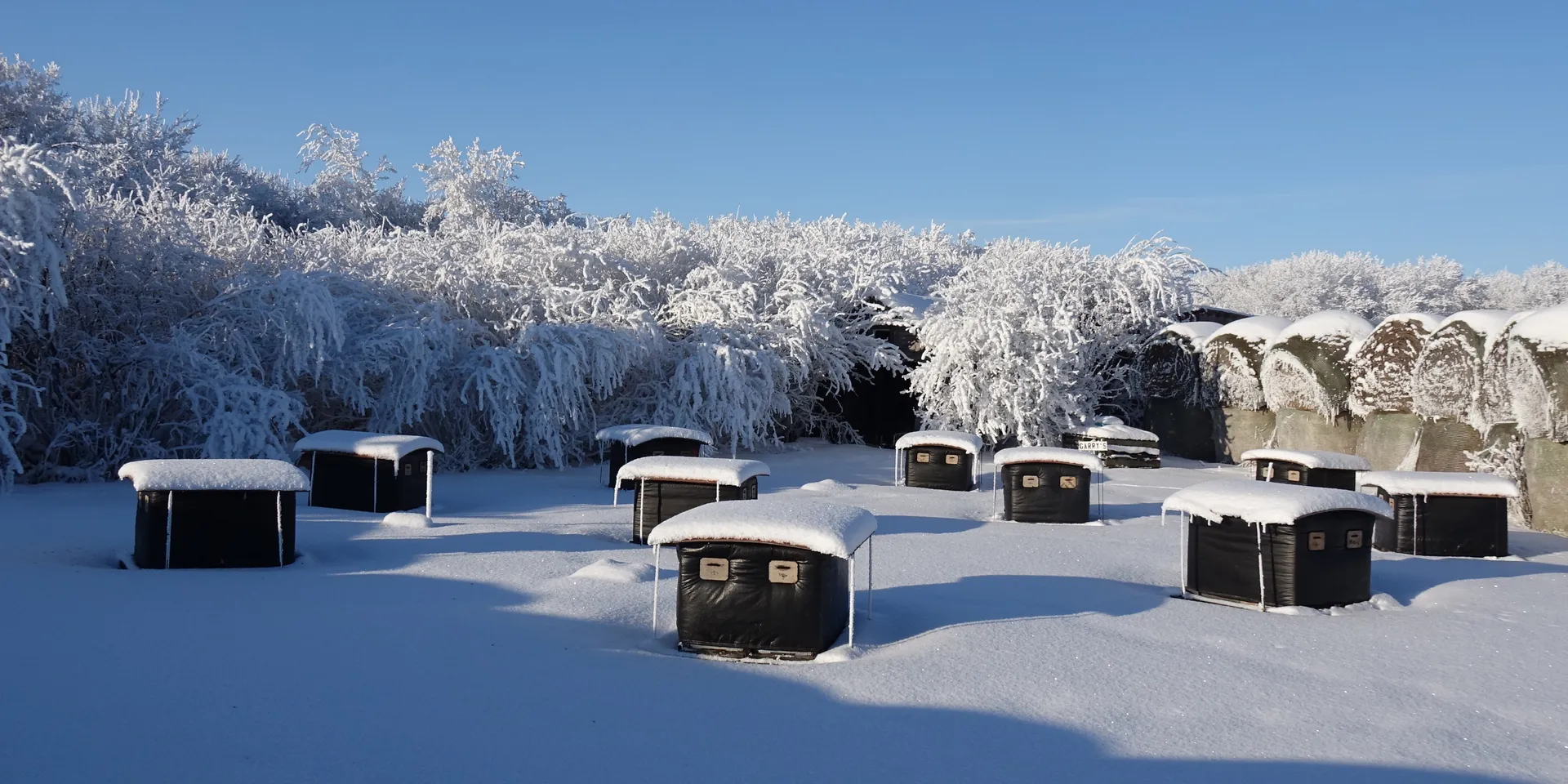 Clustered in groups of 4 and wrapped with insulation, beehives overwinter in their permanent outdoor location, surviving the harsh winters of the Canadian prairies. Photo credit: Dan Margarit