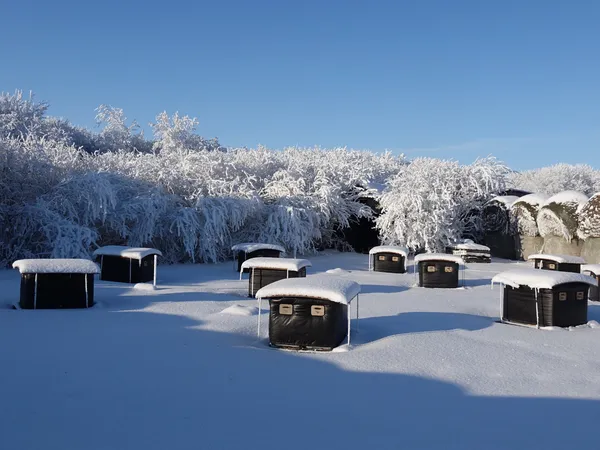 Clustered in groups of 4 and wrapped with insulation, beehives overwinter in their permanent outdoor location, surviving the harsh winters of the Canadian prairies. Photo credit: Dan Margarit