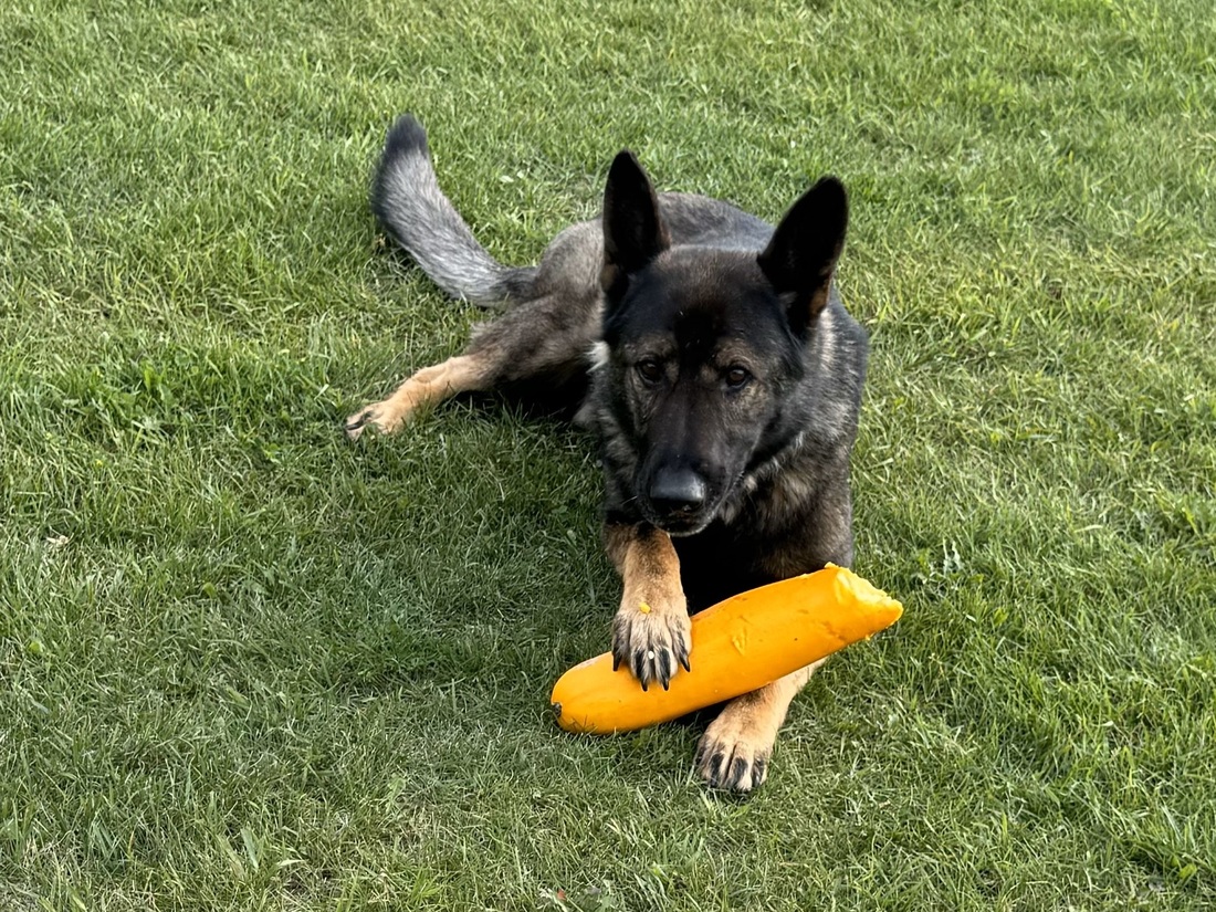 Bandito, our German Shepard, loves zucchini