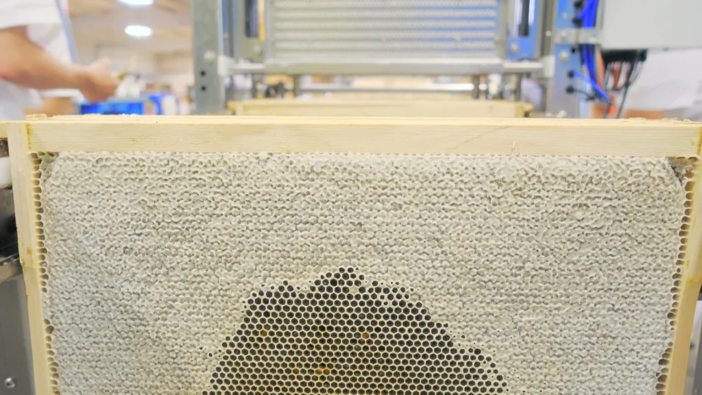 A frame of raw honey about to be extracted by centrifuge.