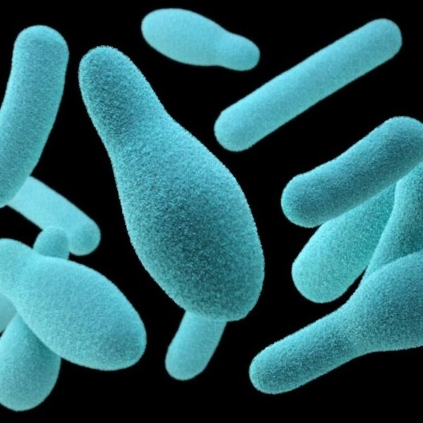 Clostridium botuninum bacteria are common in nature and can produce botulism toxin in spoiled foods.