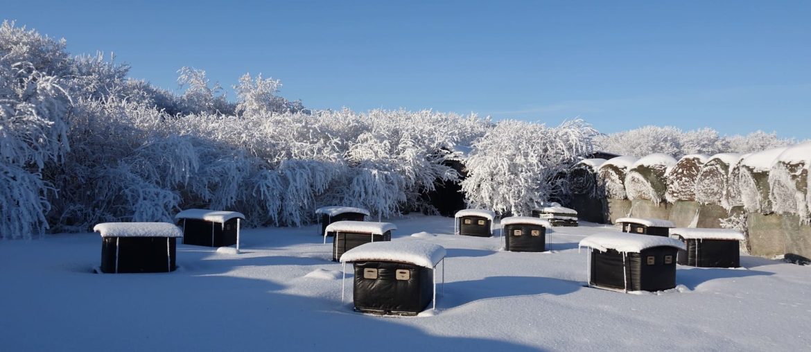 It takes strong, healthy bees to survive the Canadian winters It takes strong, healthy bees to survive the Canadian winters.