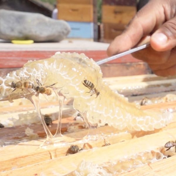 Eat honey like a beekeeper: unblended, fresh, raw. Photo credit: WEH beekeeper Brent Richard Ross