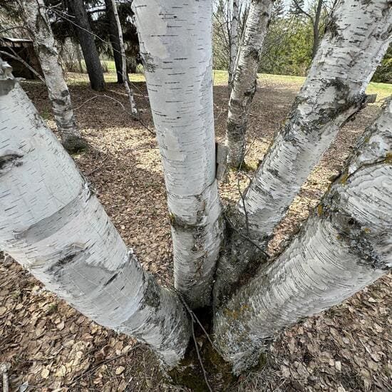 Birch trees. Birch pollen allergies can be improved by daily consumption of honey with birch pollen added to it. Photo: Isabel Wendell