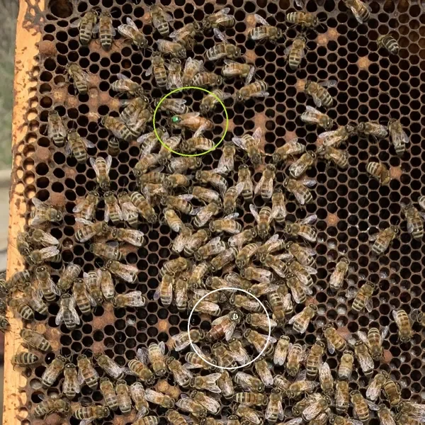 A rare sight: Mother and daughter queen bees together in the same beehive. The green paint on the daughter queen indicates that she hatched out 3 years after her mother with the white paint did. Generally, beehives have only a single queen bee, but in some cases mother and daughter queens happily co-exist. At Wendell Honey farm, hives are carefully checked for health and assisted as required at least twice each spring/early summer and afterwards as needed (we invest more person-hours and resources maintaining the health of our colonies than the average beekeeper). On a previous check, a young, unpainted queen would have been seen and painted green for her year. After ensuring that there’s a healthy queen, beekeepers don’t tend to look for a second queen, so the prevalence of mother-daughter queens is probably under-recognized. Photo credit: Jeremy Wendell.